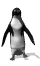 pinguino alza piedi.gif